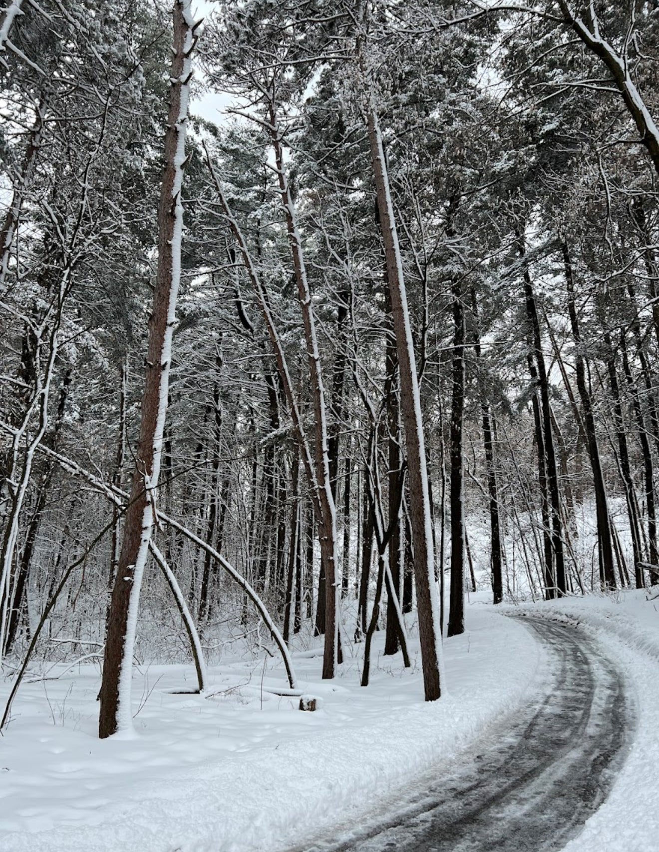 Solstice Appreciation and Education Walk